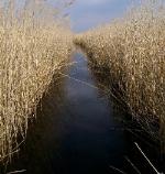 Kurpie: Torfowisko SERAFIN - rezerwat bagienny