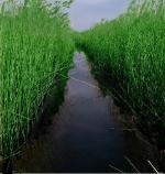 Kurpie: Torfowisko SERAFIN - rezerwat bagienny