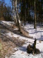 WARSZAWA W OBIEKTYWIE (kolekcja albumów): Zielony oddech Warszawy -Choszczówka - Lasy Jabłonowskie