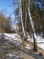 WARSZAWA W OBIEKTYWIE (kolekcja albumów): Zielony oddech Warszawy -Choszczówka - Lasy Jabłonowskie