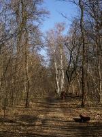 WARSZAWA W OBIEKTYWIE (kolekcja albumów): Zielony oddech Warszawy - Lasek na Kole