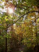 WARSZAWA W OBIEKTYWIE (kolekcja albumów): Zielony oddech Warszawy - Lasek na Kole