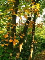 WARSZAWA W OBIEKTYWIE (kolekcja albumów): Zielony oddech Warszawy - Lasek na Kole