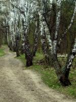 WARSZAWA W OBIEKTYWIE (kolekcja albumów): Zielony oddech Warszawy - Lasek na Kole