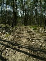 WARSZAWA W OBIEKTYWIE (kolekcja albumów): Zielony oddech Warszawy - Lasek na Kole