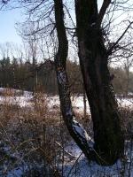 WARSZAWA W OBIEKTYWIE (kolekcja albumów): Zielony oddech Warszawy - Lasek na Kole