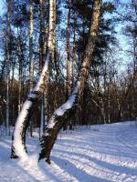 WARSZAWA W OBIEKTYWIE (kolekcja albumów): Zielony oddech Warszawy - Lasek na Kole