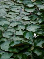 WARSZAWA W OBIEKTYWIE (kolekcja albumów): Zielony oddech Warszawy - PARK WILANOWSKI