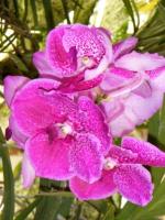 Turcja: Wyspa CEJLON czyli Republika Sri Lanka