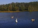 Swidermajer i dzikie łabędzie